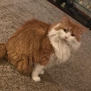 Meet your Posher, Peyton